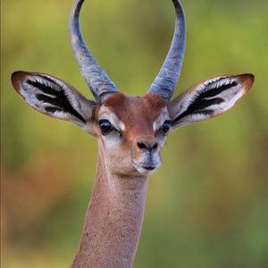 Meet your Posher, Ashly